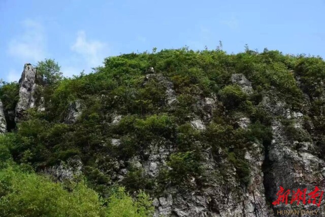 南山国家公园发现大面积岩谷杜鹃群落